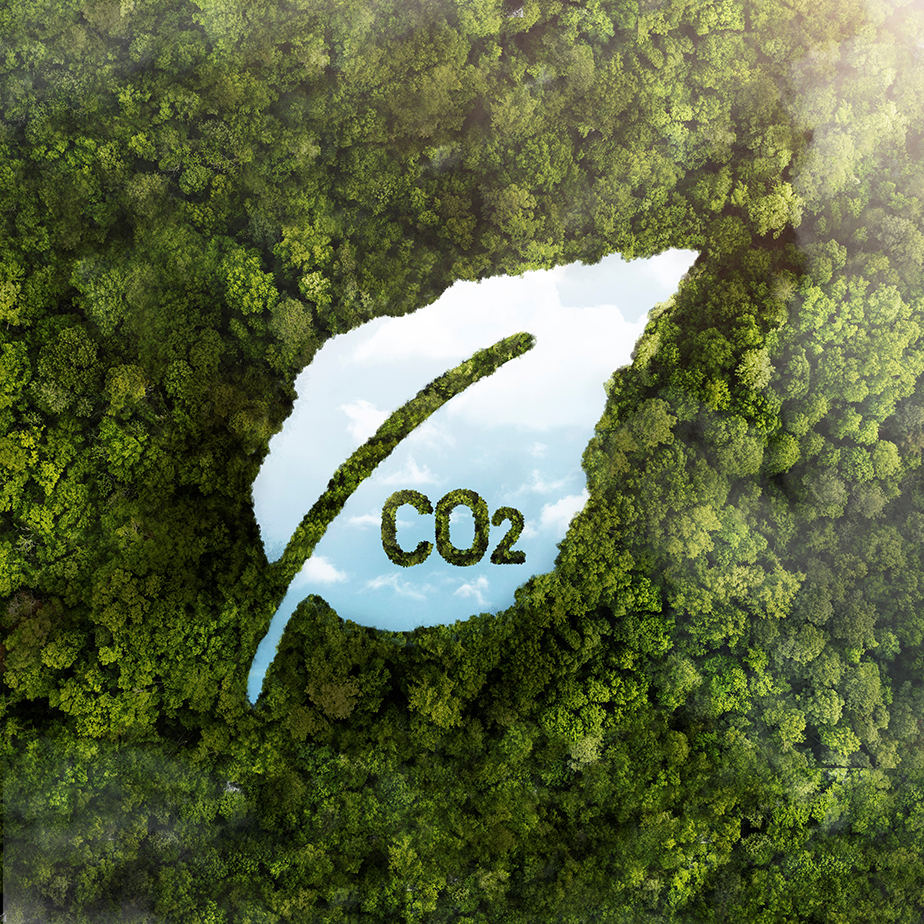 view-green-forest-trees-with-co22